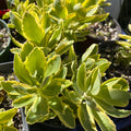 Variegated Pink Stonecrop Sedum 'Autumn Charm' Perennial Plant - Tall Upright Succulent Ground Cover