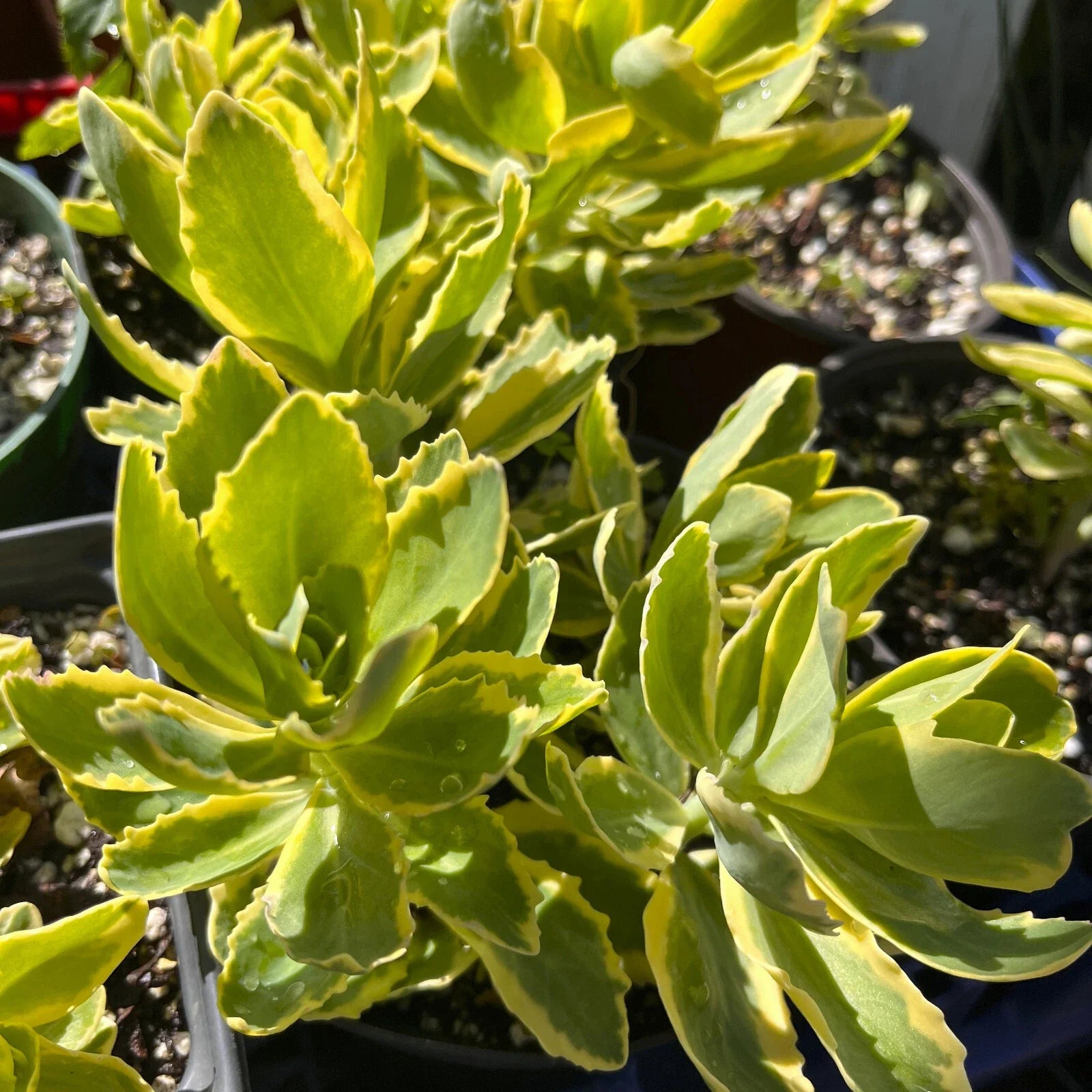 Variegated Pink Stonecrop Sedum 'Autumn Charm' Perennial Plant - Tall Upright Succulent Ground Cover