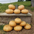 Long Island Cheese Pumpkin Seeds - 10 Organic Seeds - Cucurbita maxima - USA Grown