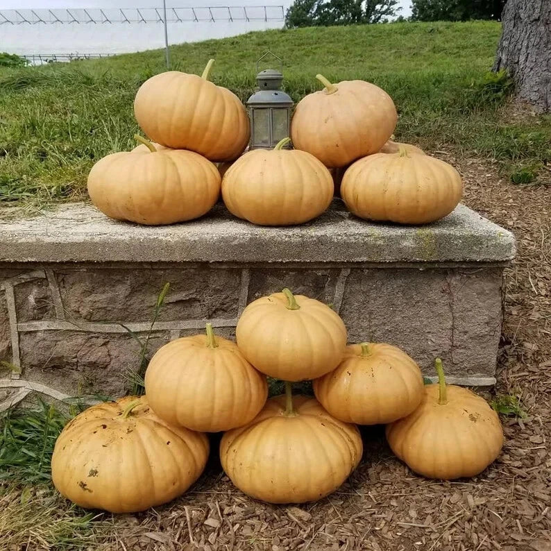 Long Island Cheese Pumpkin Seeds - 10 Organic Seeds - Cucurbita maxima - USA Grown