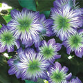 25 Crystal Fountain Clematis Seeds - Climbing Perennial Flower Seeds - Plumeria Bloom - USA