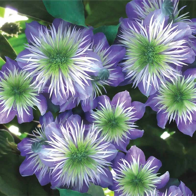 25 Crystal Fountain Clematis Seeds - Climbing Perennial Flower Seeds - Plumeria Bloom - USA
