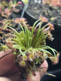 Woolly Sundew Plant - Drosera Petiolaris - Uncommon Carnivorous Plant for Terrariums