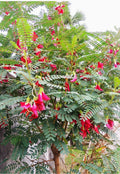 Red Hummingbird Tree Seeds - 30+ Seeds, Sesbania grandiflora, Vegetable Tree, KatudayUSA