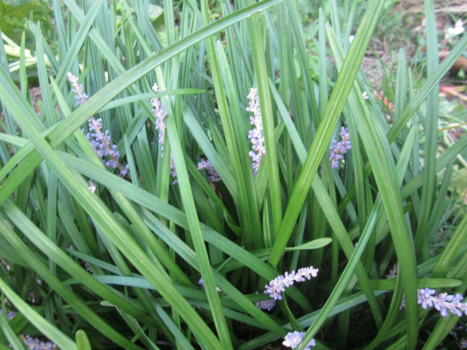 Liriope Monkey Grass Plants - 100 - Perennial Border Grass - Liriope muscari