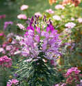 Cleome Serrulata Seeds - Rocky Mountain Beeplant - Tall Graceful Flower Seeds for Pollinator Gardens