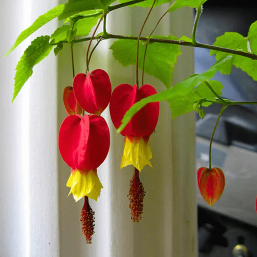 Live Abutilon Chinese Lantern Plants - 3 Well-rooted Colorful Plugs, 2–5" Tall - Perfect for Gardens and Containers
