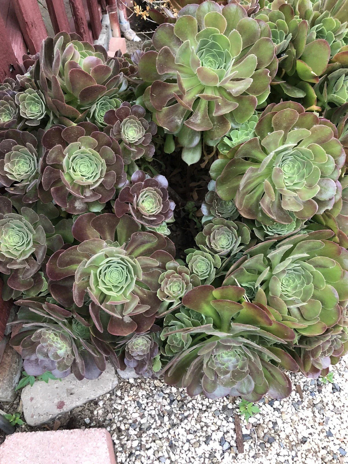 10 Piece Succulent Cuttings, Aeonium Variety, 3 Inches or Larger, Perfect for Gardening and Plant Decor
