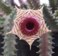 Huernia zebrina Lifesaver Plant 2" Pot Rooted Succulent