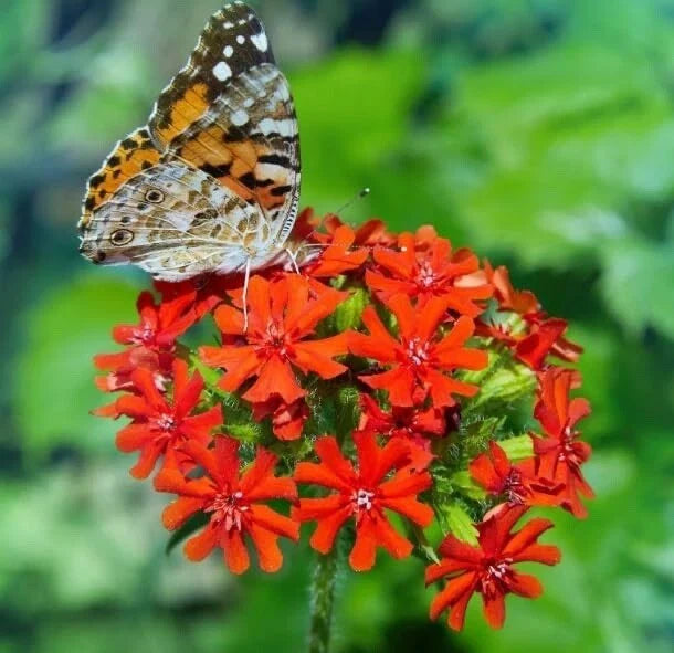 Maltese Cross Flower Seeds - 50 Seeds for Planting - Lychnis Chalcedonica - Red Perennial Garden Plants