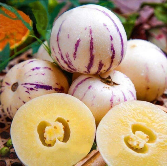 Pepino Melon Seeds - 10 Seeds - Melon Pear, Sweet Cucumber - Solanum muricatum