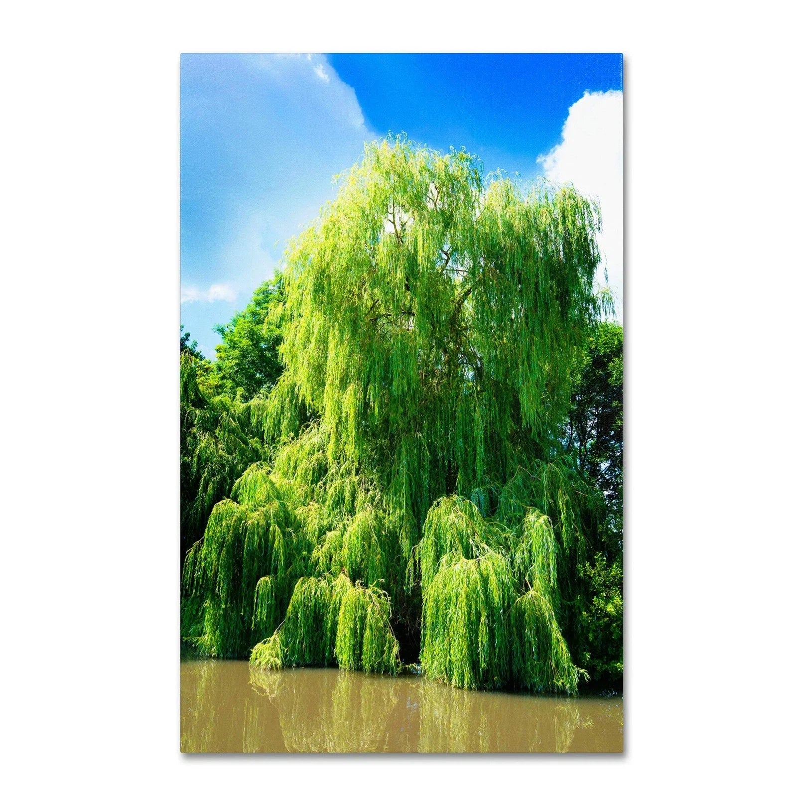 Weeping Willow Cutting | Bright Green | Salix babylonica | Grow Your Own Tree