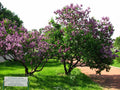 Lilac Tree Seeds - 150 Count - Common Purple Variety - Syringa vulgaris