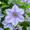 25 Skyfall Clematis Seeds - Climbing Perennial Flower - Clematis 'Skyfall' - USA Seller