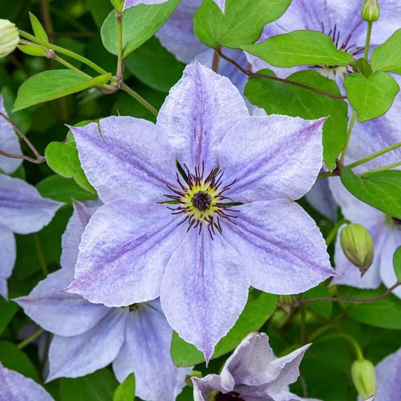 25 Skyfall Clematis Seeds - Climbing Perennial Flower - Clematis 'Skyfall' - USA Seller