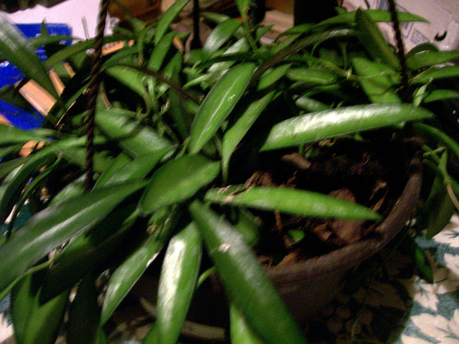Hoya Longifolia Starter Plant - Wall String Bean, Erotic Angle, Indoor/Outdoor Houseplant