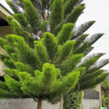 Tropical Oak Tree Seeds - 50+ She-Oak Seeds - Casuarina cunninghamiana - Ideal for Bonsai Cultivation