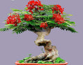 Flamboyant Flame Tree Seeds | 20 Seeds | Delonix regia | Ideal for Bonsai Cultivation