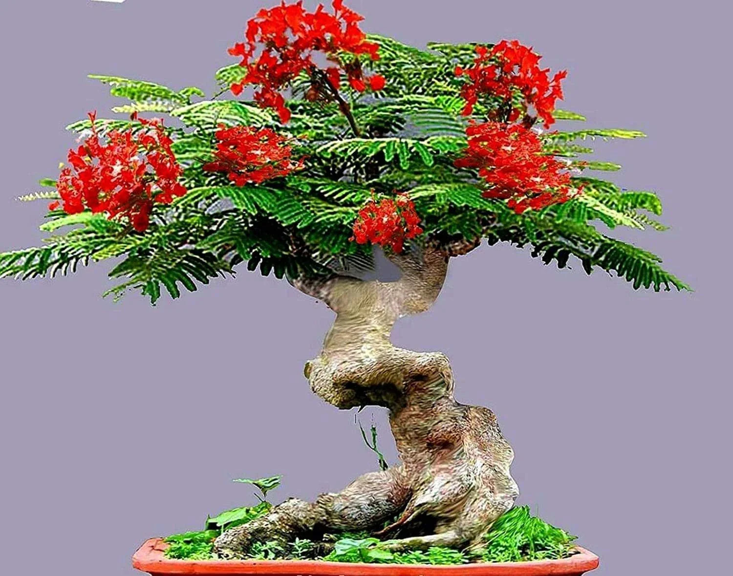 Flamboyant Flame Tree Seeds | 20 Seeds | Delonix regia | Ideal for Bonsai Cultivation