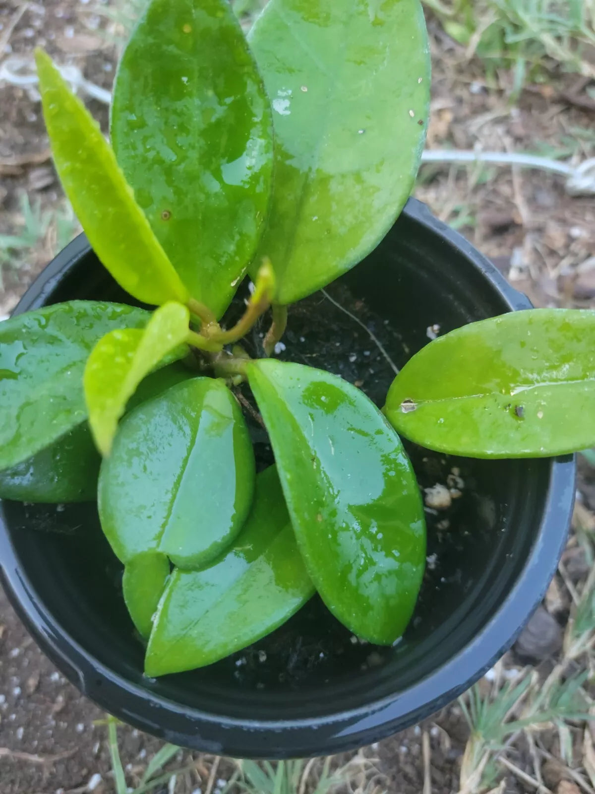 Hoya Chelsea Plant 4 Inch Pot | Wax Plant | Hoya carnosa var. compacta