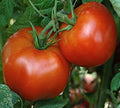 Rutgers Tomato Seeds - Heirloom Middle Size Slicer - Perfect for Sauce - Solanum lycopersicum
