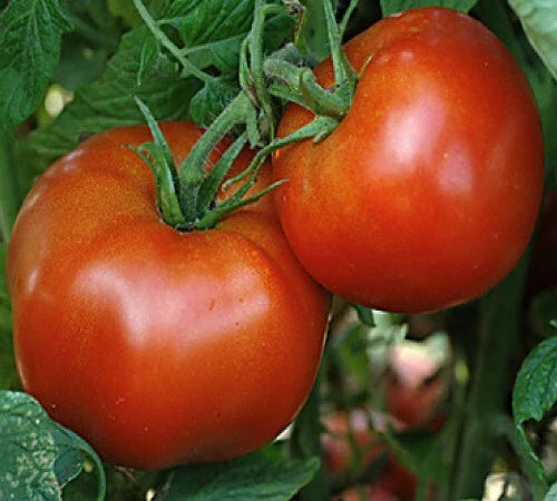 Rutgers Tomato Seeds - Heirloom Middle Size Slicer - Perfect for Sauce - Solanum lycopersicum