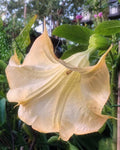 Olympic Flame Angel Trumpet Seeds - 10 Pack - Brugmansia Datura Flower Seeds for Gardening