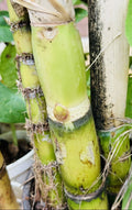 6 PCS Live Green Sugarcane Plants for Planting - Sweet Juicy Variety, Fresh Cuttings