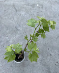 Grape Plant Cutting Vine 18” Sweet Variety with Pot - Ideal for Planting (Vitis vinifera)
