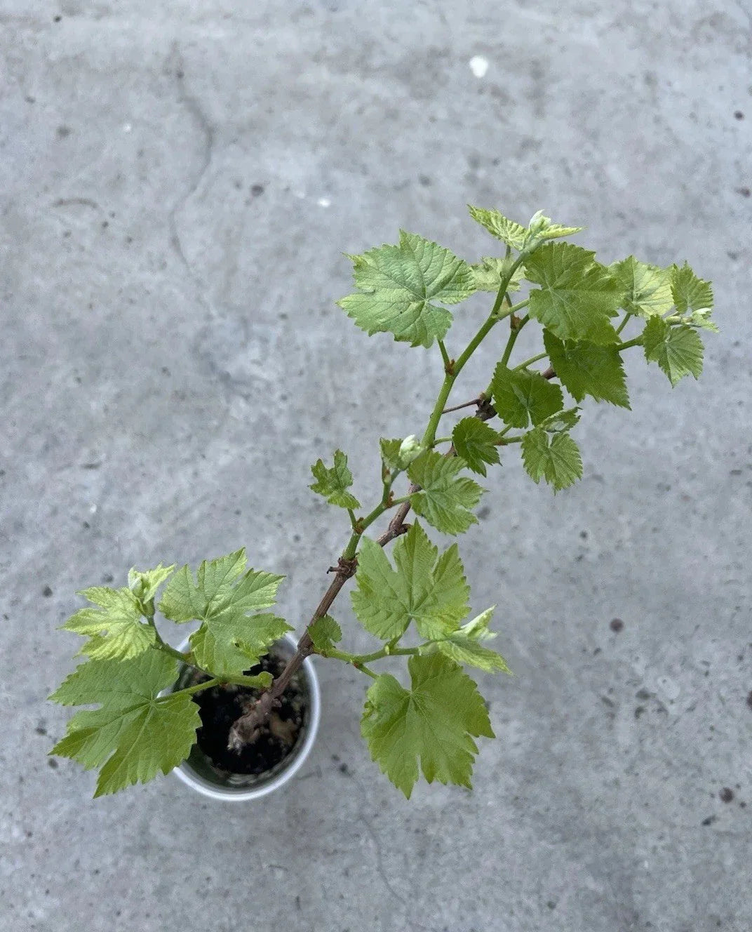 Grape Plant Cutting Vine 18” Sweet Variety with Pot - Ideal for Planting (Vitis vinifera)