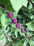 American Beautyberry Live Plant 10"+ Edible Fruit 'Callicarpa americana' - 2 Pack, Purple Berries, Ideal for Gardens