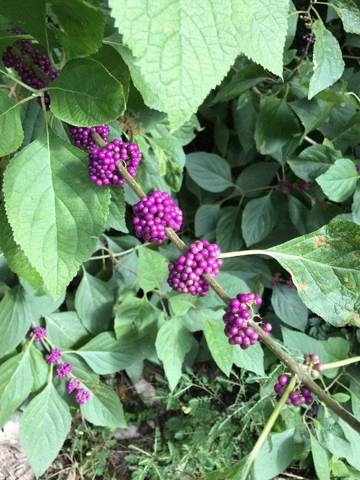 American Beautyberry Live Plant 10"+ Edible Fruit 'Callicarpa americana' - 2 Pack, Purple Berries, Ideal for Gardens