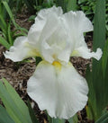 Tall Bearded Iris Plants - 3 Live Ruffled White Varieties - Iris germanica