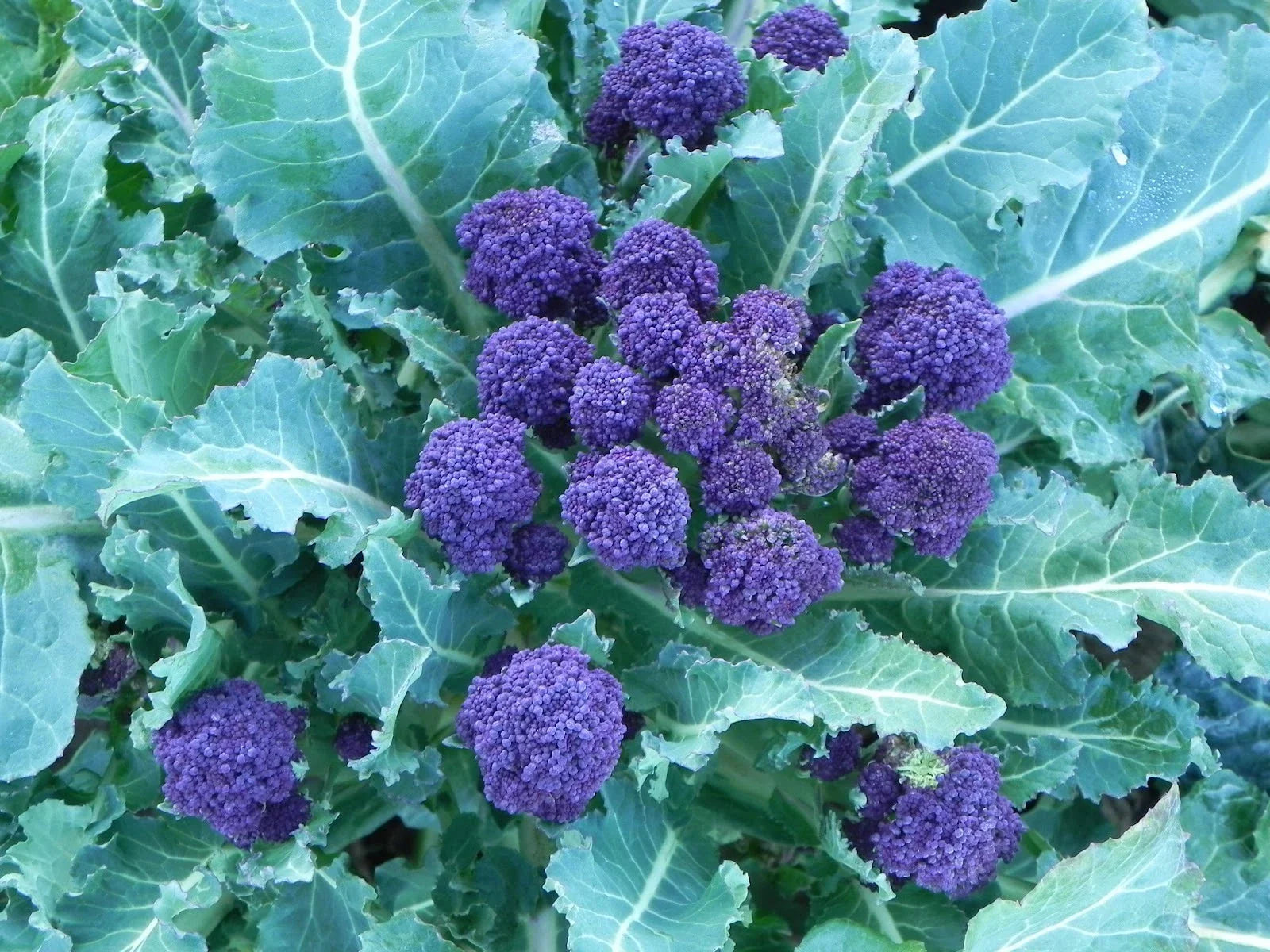 Purple Sprouting Broccoli Seeds - 100 Seeds - Purple Heads - Culinary Favorite - Brassica oleracea