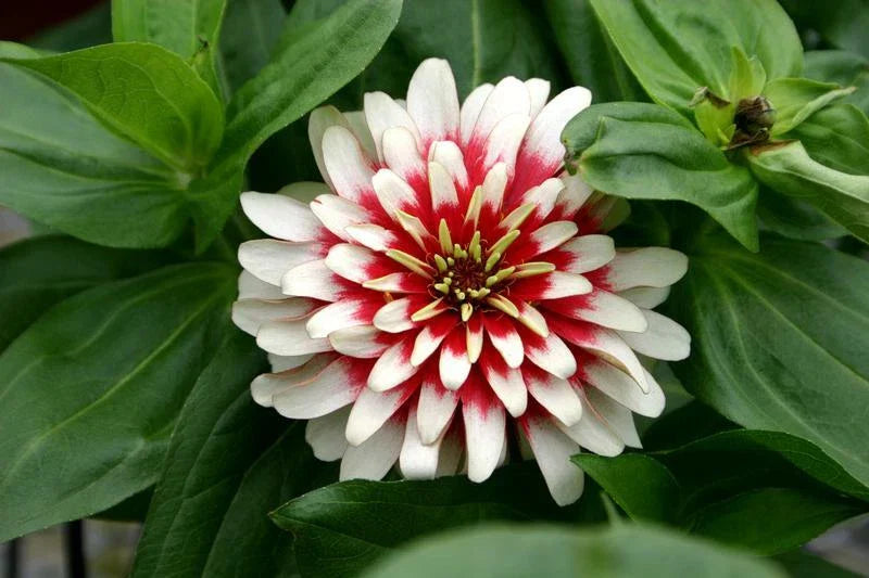 Zinnia Seeds - Cherry & Ivory Swizzle - 20 Seeds - Colorful Flower Seeds for Garden - Zinnia elegans