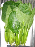 Komatsuna Seeds 4000 Pack, Japanese Green Spinach Mustard, Non-GMO, High Germination Rate, Brassica rapa var. perviridis