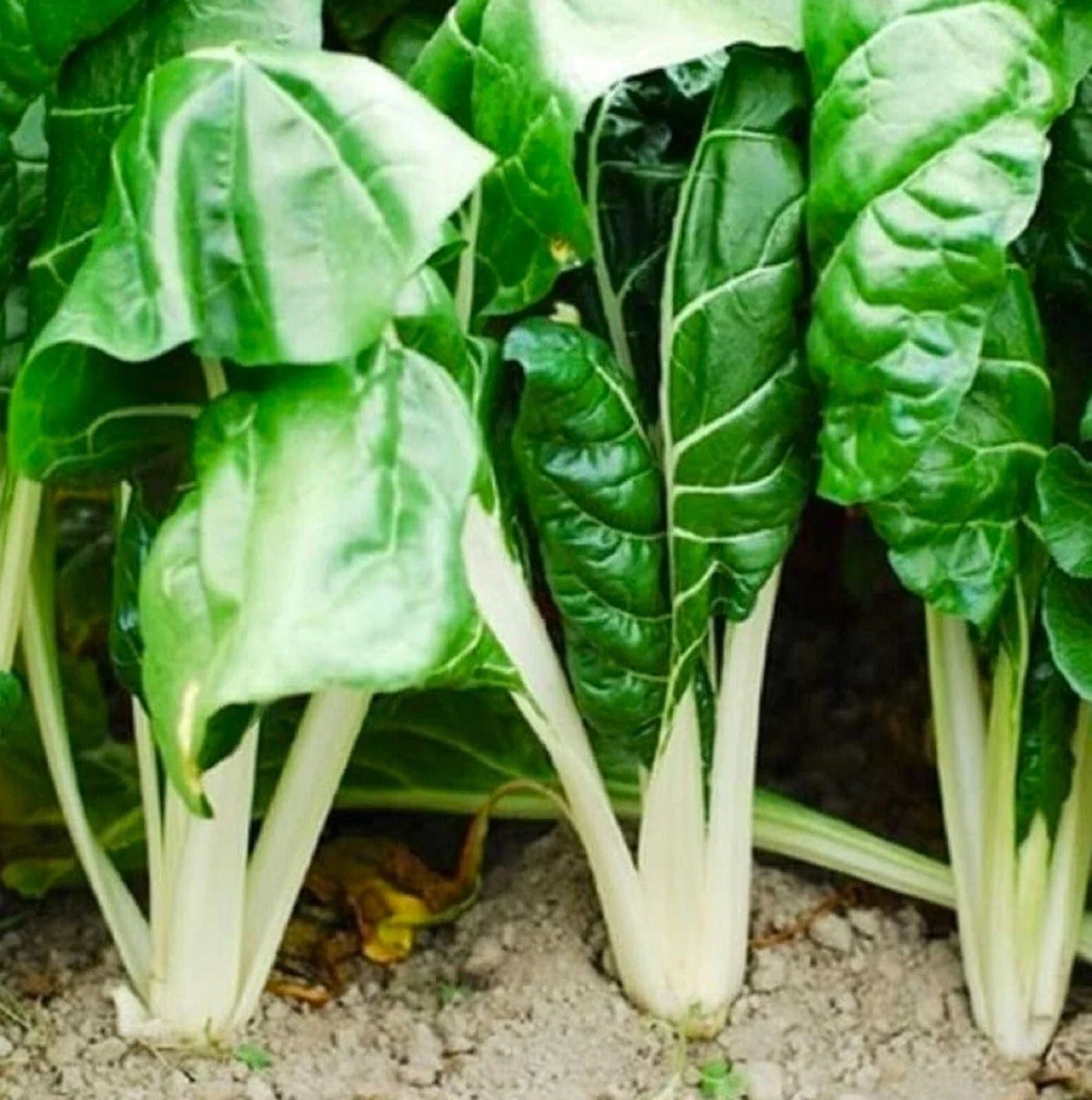 Fordhook Giant Swiss Chard Seeds - 100+ Non-GMO Seeds for Gardening - Beta vulgaris var. cicla