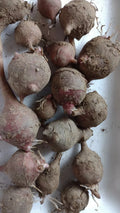 Red Organic Jerusalem Artichoke Tubers 5-Pack - Medium/Small Helianthus tuberosus for Planting