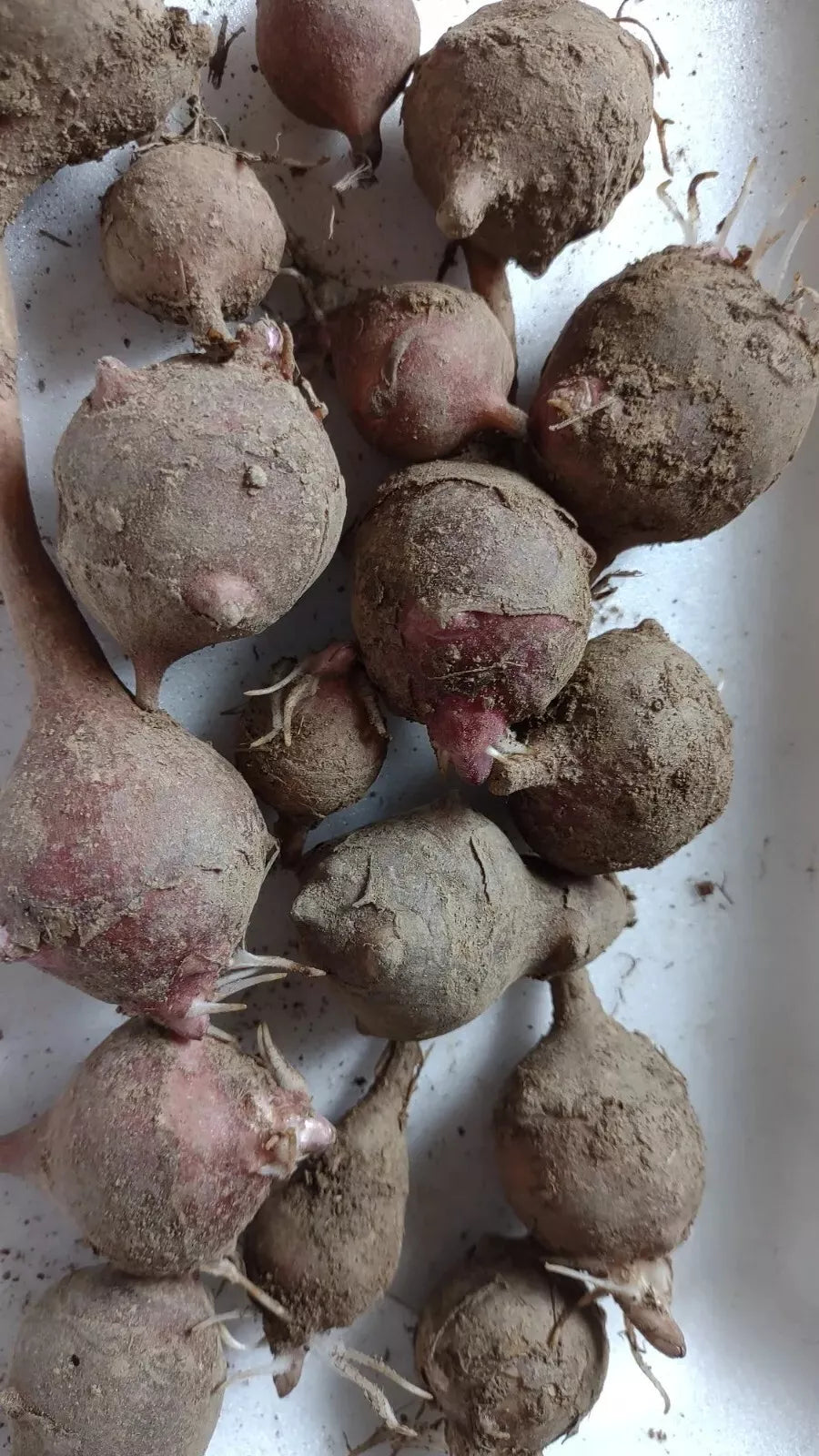 Red Organic Jerusalem Artichoke Tubers 5-Pack - Medium/Small Helianthus tuberosus for Planting