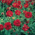 Geum Seeds - 105 Seeds - Mrs. Bradshaw Red Flower - Geum coccineum