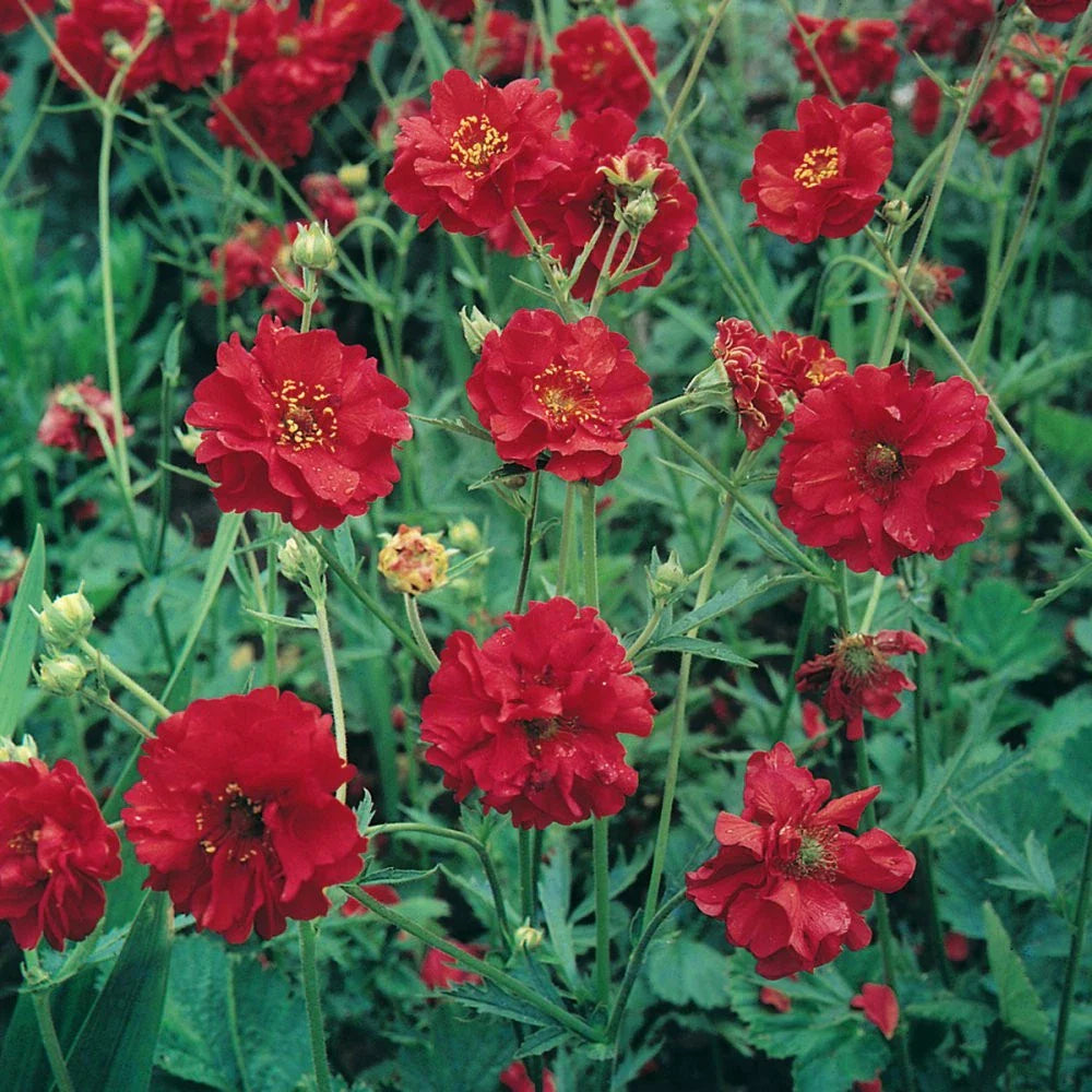 Geum Seeds - 105 Seeds - Mrs. Bradshaw Red Flower - Geum coccineum