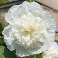 Hollyhock Seeds | Heirloom 5" Double White Flowers | Chaters Double White | Alcea rosea