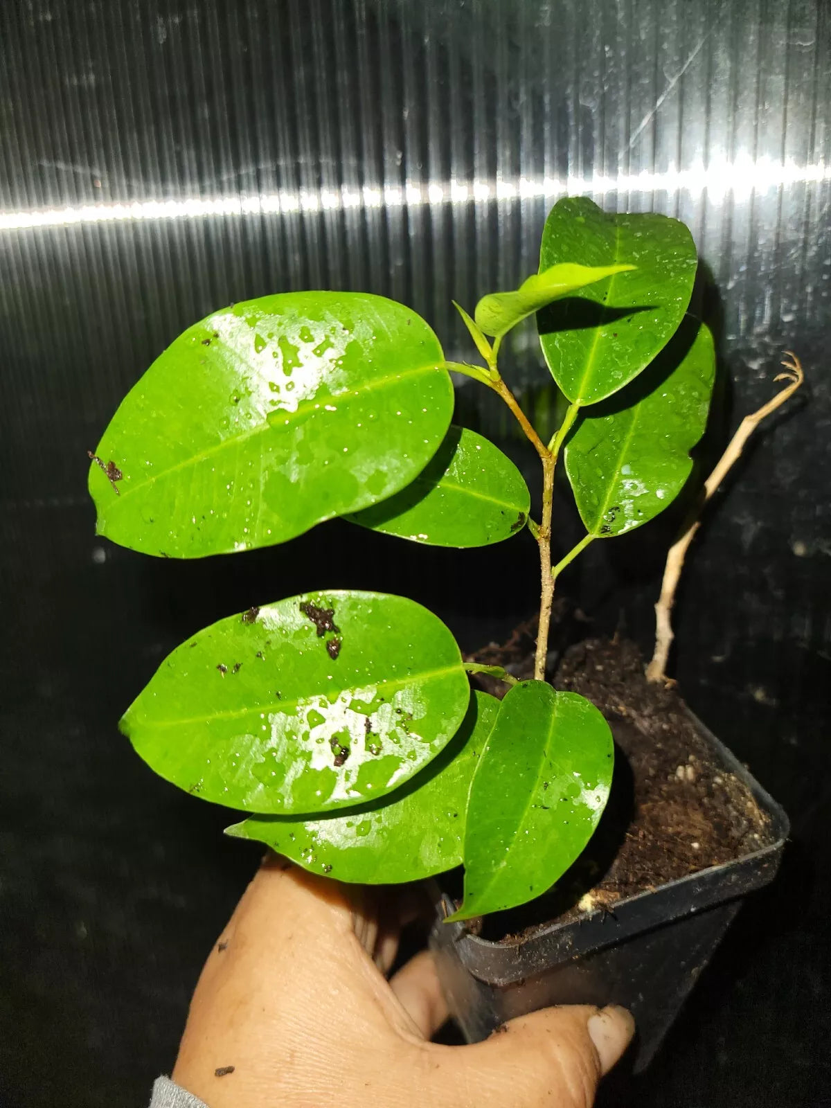 Ficus Benjamina Midnight Plant 5 Inches - Dark Green Indoor Live Plant - Ficus Benjamina 2.5 Inch Pot