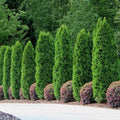 White Cedar Seeds - 50 Count - Thuja occidentalis - Hardy Evergreen Tree Seeds