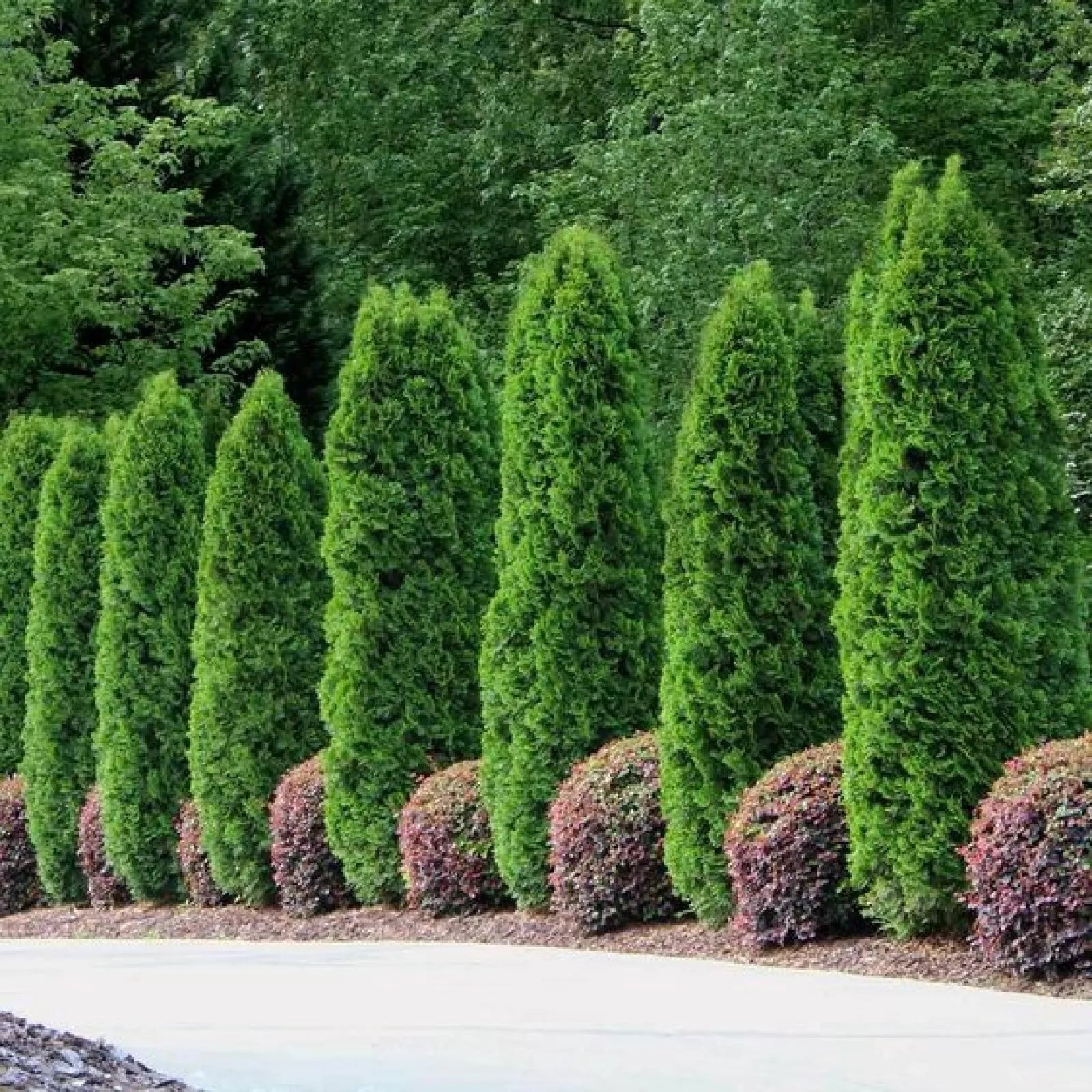 White Cedar Seeds - 50 Count - Thuja occidentalis - Hardy Evergreen Tree Seeds