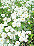 Feverfew Snowball Seeds 200 Count | Tanacetum parthenium Floro Pleno | Medicinal Herb, Perennial, White Blooms