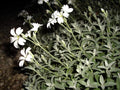 Snow in Summer Seeds - 100 Count - Silver Carpet White - Cerastium tomentosum - Free Shipping on Any 15