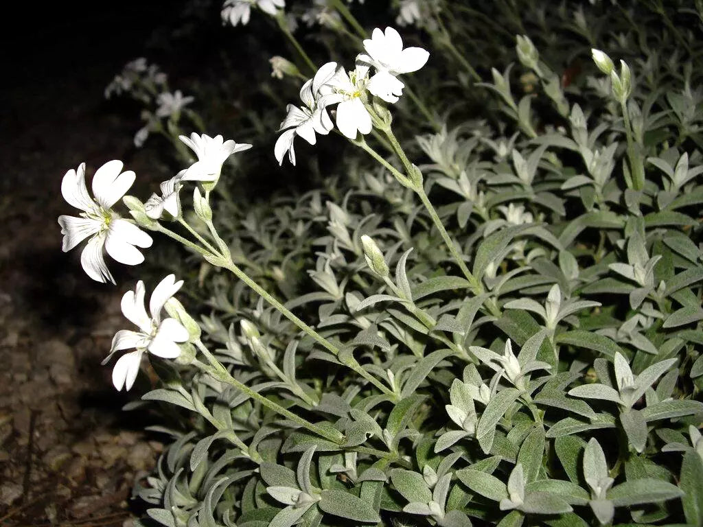 Snow in Summer Seeds - 100 Count - Silver Carpet White - Cerastium tomentosum - Free Shipping on Any 15