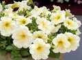 Petunia Seeds, Pelleted, Prism Sunshine, Attracts Butterflies, Petunia × atkinsiana