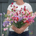 Sweet Pea Seeds - 50+ Elegance Formula Mix - Lathyrus odoratus - USA Grown - Garden Planting